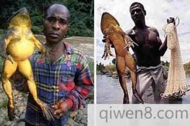 世界十大动物之最 老鼠硕大赛家猫