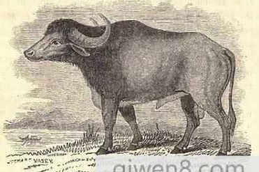 世界上产于印度的水牛最长的动物角