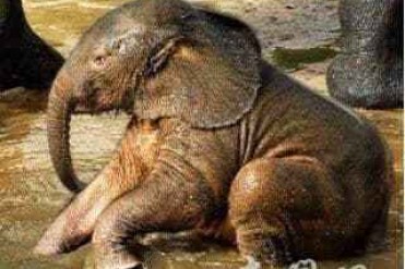 世界上最小的象身材短小身高不过1.5米