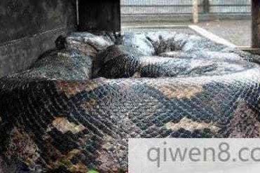 世界上最大的蛇