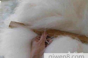 世界上毛最长的兔子其兔毛长达25.4厘米