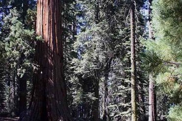 世界上杏仁桉最高的树