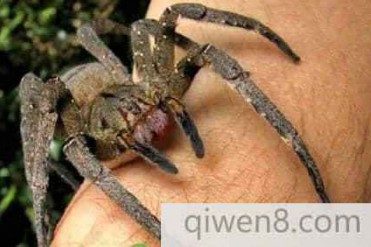 世界十大毒蜘蛛