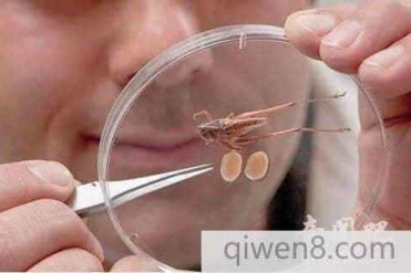 世界上相对于体重最大的睾丸 占体重的14%