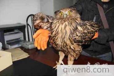 世界上最大的猫头鹰现身神农架居民家
