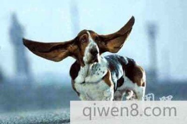 世界上最大的狗耳朵长达29.2厘米