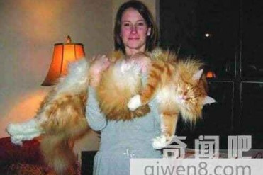 18个月大雌性世界上最长的家猫