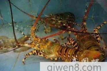 世界上最重的虾记录竟然重达19公斤