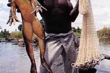 世界上最大的青蛙