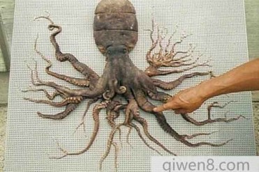 世界上触手最多的章鱼
