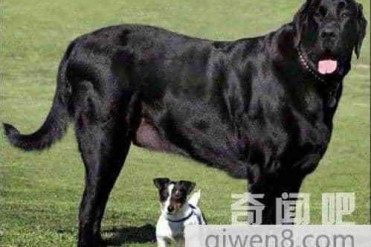 世界上最大与最小的狗成就