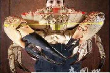 世界上最大的蟹是日本大螃蟹巨鳌蟹