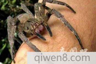 世界上最大与最小的蜘蛛差距大