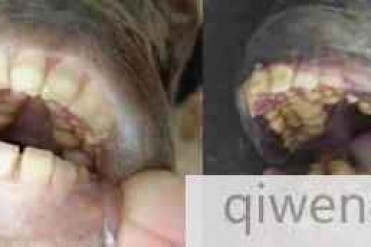 世界上最恐怖的生物嘴巴和牙齿