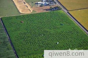 兄弟用玉米田做出世界上最大的迷宫