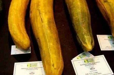 世界上英格兰西南部0.9米最长的黄瓜