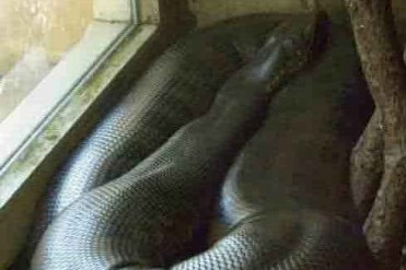 世界上最大的蛇身长10米破吉尼斯世界记录