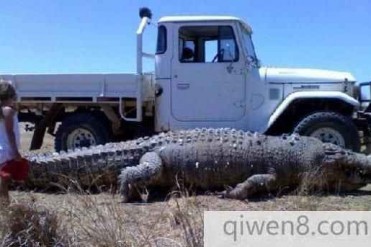 世界上最大的鳄鱼