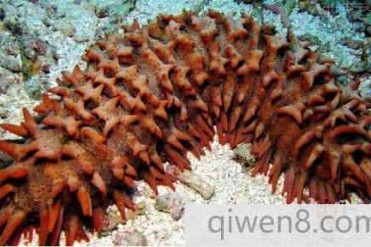 世界上最大的海参整体看起来像凤梨