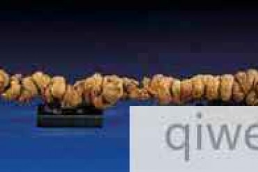 世界最长恐龙粪便化石将拍卖 长1米令人称奇(图)