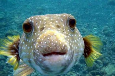 世界上最毒的十种动物