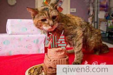 世界上最长寿的猫相当于人类114岁