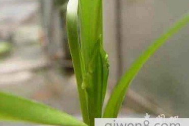 世界上最长的叶子连柄带叶有24米