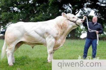 英国约2.1米体重2吨打破最重的公牛纪录