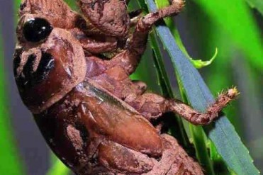 实拍金蝉生物奇妙脱壳全过程