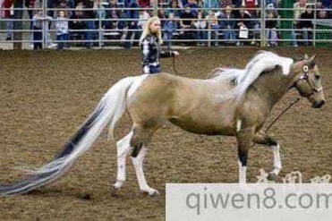 美国长达3.81米世界上最长的马尾