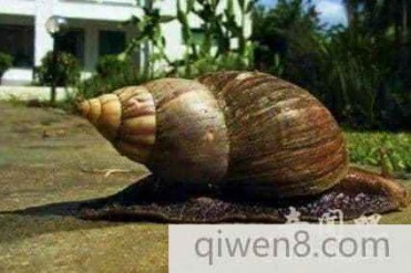 世界上最大的蜗牛长达30厘米壳高15厘米直径8厘米