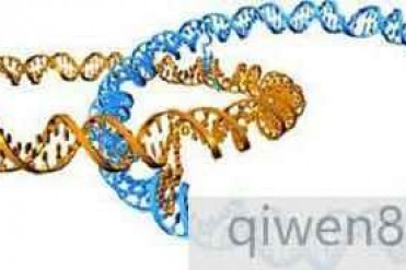 世界上最小的结婚戒指