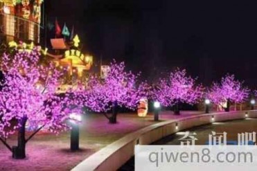 世界上神奇的树,不仅会发光,还能够治病救人,...