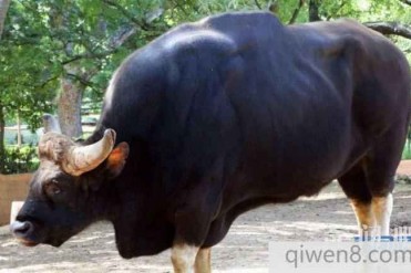 世界上最凶残的牛,老虎见了拔腿就跑,堪称牛魔...