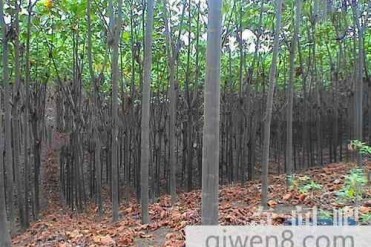 世界上最轻的树:老外拿它造飞机,我们主要做保...