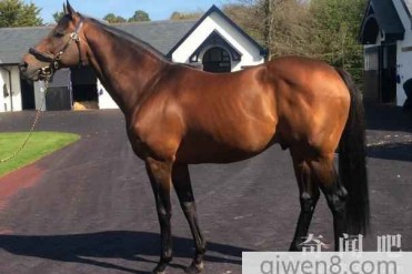 盘点世界十大名马,它是世界上最昂贵的马,汗血...