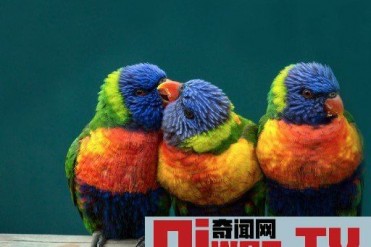 世界上可爱的鹦鹉(很喜欢与人亲昵)