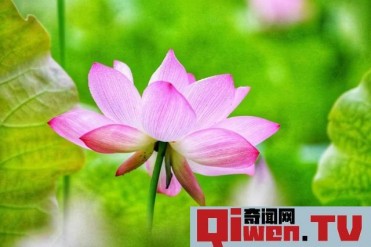 女性最高的境界是修成菩萨相