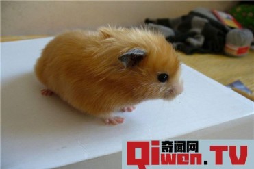 世界上最奇特的仓鼠类宠物 饲养西施熊需要注意什么