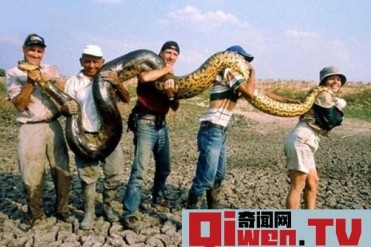 世界上最大的蛇类 亚马逊森蚺 体长10米捕食鳄鱼