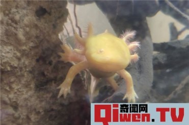 世界上最呆萌的宠物鱼是什么 六角龙鱼(头上六个...