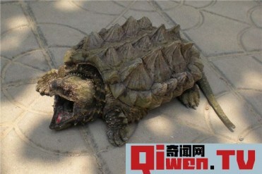 世界上最大的水龟之一 真鳄龟如何鉴别雄雌