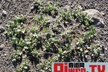 世界上最矮的树 矮柳比青草还矮 最高不过5厘米