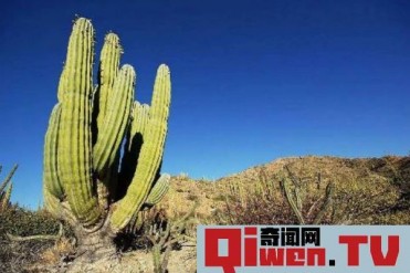 世界上最高的仙人掌 最高20米 相当于6层楼的高度