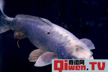 世界上最有趣的十大人面动物 这些神奇的动物令人...