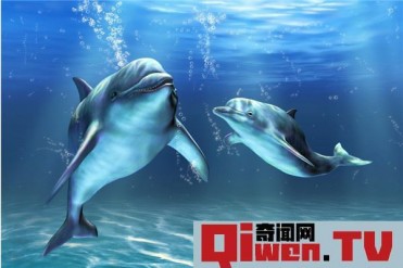 世界上性欲最强的动物是什么 海豚性欲为什么那么强