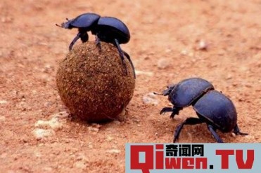 世界十大饮食最奇怪的动物 第十专喝眼泪 第一吃...