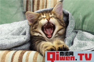 世界上最胖的猫有多重 美国海绵宝宝(体重14斤)