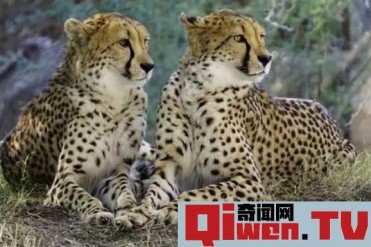 世界上10大最快的陆地动物 森林之王仅排名第六