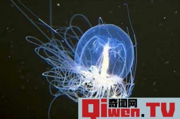 世界十大寿命最长的动物 灯塔水母可永生不死 乌...